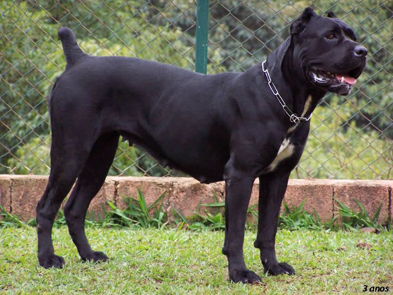 cho-ngao-y-cane-corso-1